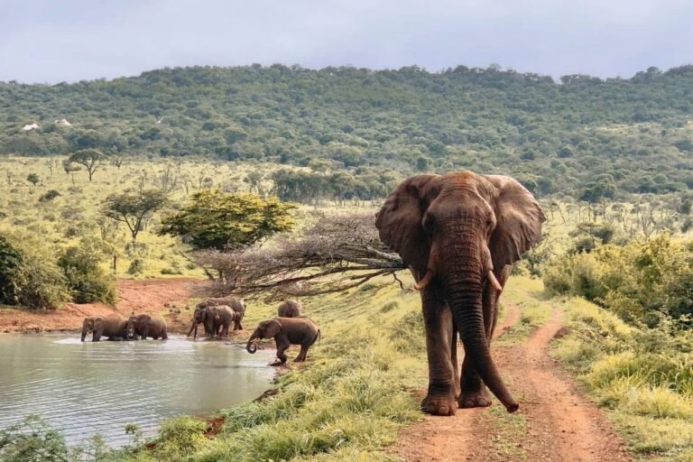 Jumeirah at Thanda safari1